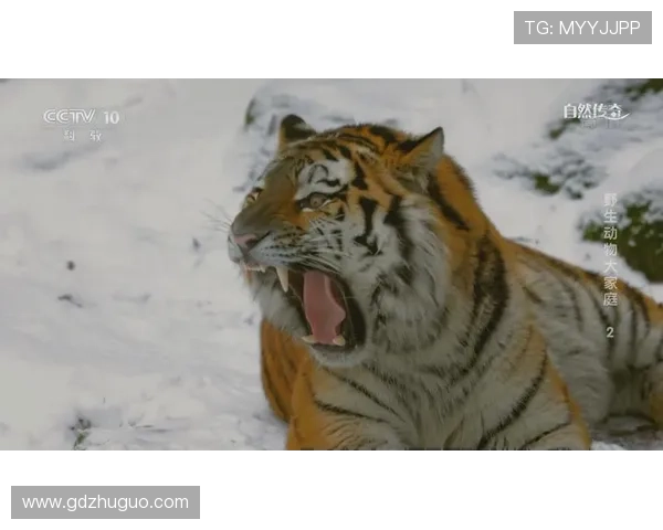 你敢信?大猫传奇里隐藏的7个惊天阴谋,看完我沉默了!